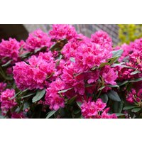 Rhododendron - Rhododendron Hybr.'Dr. H. C. Dresselhuys' 30-40 cm