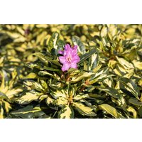 Kategorie <b>Produkt nicht gewünscht </b> - Rhododendron Hybr. 'Blattgold' 30-40 cm