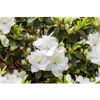 Kategorie <b>Rhododendron </b> - Rhododendron obt.'Maischnee' -R- 30-40 cm