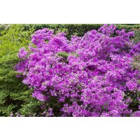 Rhododendron - Rhododendron obt.'Purpurtraum' 30-40 cm