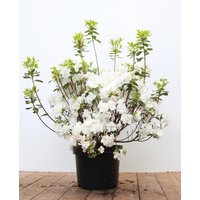 Kategorie <b>Rhododendron </b> - Rhododendron obt.'Schneeperle' -R- 40-50 cm