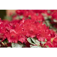 Kategorie <b>Rhododendron </b> - Rhododendron williams.'Tromba' 30-40 cm