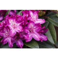 Kategorie <b>Rhododendron </b> - Rhododendron Hybr.'Anatevka' 30-40 cm