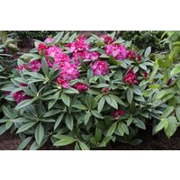 Kategorie <b>Rhododendron </b> - Rhododendron Hybr.'Berliner Liebe' 30-40 cm