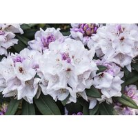 Kategorie <b>Rhododendron </b> - Rhododendron Hybr.'Bismarck' 30-40 cm
