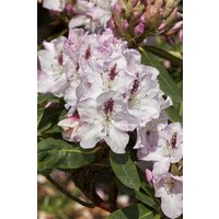 Rhododendron - Rhododendron Hybr.'Gudrun' 30-40 cm