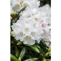 Kategorie <b>Rhododendron </b> - Rhododendron Hybr.'Helene Schiffner' 30-40 cm