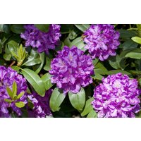 Kategorie <b>Rhododendron </b> - Rhododendron Hybr.'Markgraf' 30-40 cm