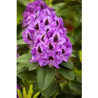 Kategorie <b>Rhododendron </b> - Rhododendron Hybr.'Orakel' 30-40 cm