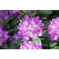 Kategorie <b>Rhododendron </b> - Rhododendron Hybr.'Quinte' 30-40 cm