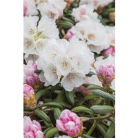 Kategorie <b>Rhododendron </b> - Rhododendron yak.'Koichiro Wada' 30-40 cm