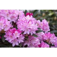 Kategorie <b>Rhododendron </b> - Rhododendron yak.'Pink Cherub' 30-40 cm