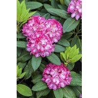 Kategorie <b>Rhododendron </b> - Rhododendron yak.'Tatjana' 30-40 cm