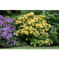 Kategorie <b>Rhododendron </b> - Rhododendron lut.'Goldpracht' 40-50 cm