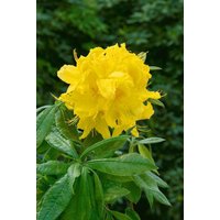 Kategorie <b>Rhododendron </b> - Rhododendron lut.'Goldstück' 40-50 cm