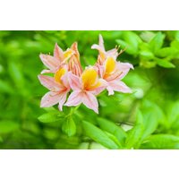 Kategorie <b>Rhododendron </b> - Rhododendron lut.'Josephine Klinger' 40-50 cm