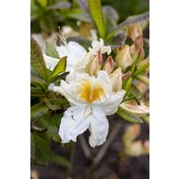 Kategorie <b>Rhododendron </b> - Rhododendron lut.'Möwe' 40-50 cm