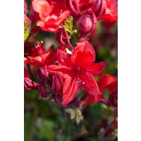 Kategorie <b>Rhododendron </b> - Rhododendron lut.'Royal Command' 40-50 cm