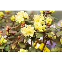 Kategorie <b>Rhododendron </b> - Rhododendron hanceanum 'Princess Anne' 40-50 cm