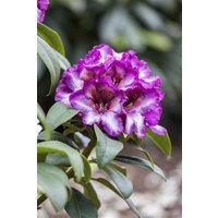 Kategorie <b>Rhododendron </b> - Rhododendron Hybr.'Hans Hachmann' -R- 30-40 cm