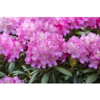 Kategorie <b>Rhododendron </b> - Rhododendron Hybr.'Anastasia' -R- 40-50 cm