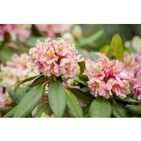 Kategorie <b>Rhododendron </b> - Rhododendron Hybr.'Brasilia' 40-50 cm