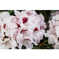 Kategorie <b>Produkt nicht gewünscht </b> - Rhododendron Hybr.'Graffito' -R- 40-50 cm