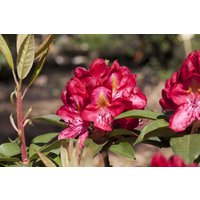 Kategorie <b>Produkt nicht gewünscht </b> - Rhododendron Hybr.'Junifeuer' 40-50 cm