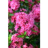 Kategorie <b>Rhododendron </b> - Rhododendron lut.'Homebush' 50-60 cm