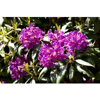 Kategorie <b>Rhododendron </b> - Rhododendron Hybr.'Marcel Menard' 30-40 cm INKARHO