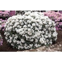 Kategorie <b>Rhododendron </b> - Rhododendron yak.'Schneekissen' 25-30 cm