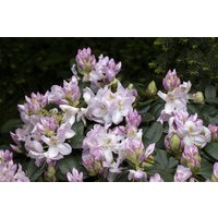Kategorie <b>Produkt nicht gewünscht </b> - Rhododendron Hybr.'Gomer Waterer' 30-40 cm