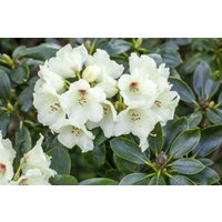 Kategorie <b>Rhododendron </b> - Rhododendron yak.'Flava' 30-40 cm