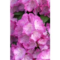 Kategorie <b>Rhododendron </b> - Rhododendron yak.'Polaris' 30-40 cm
