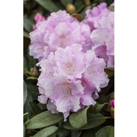 Kategorie <b>Rhododendron </b> - Rhododendron yak.'Silberwolke' 30-40 cm