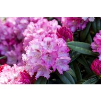 Kategorie <b>Rhododendron </b> - Rhododendron yak.'Arabella' 40-50 cm