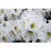 Kategorie <b>Rhododendron </b> - Rhododendron yak.'Bohlken's Snow Fire' -R- 40-50 cm