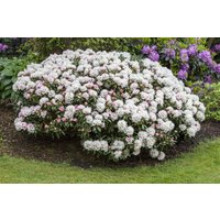Kategorie <b>Rhododendron </b> - Rhododendron yak.'Dreamland' 40-50 cm