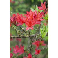 Kategorie <b>Rhododendron </b> - Rhododendron lut.'Satan' 50-60 cm