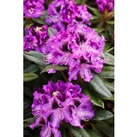 Kategorie <b>Rhododendron </b> - Rhododendron Hybr.'Blaue Jungs' 40-50 cm