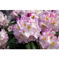 Kategorie <b>Rhododendron </b> - Rhododendron Hybr.'Brigitte' 30-40 cm INKARHO