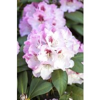 Kategorie <b>Rhododendron </b> - Rhododendron yak.'Nicoletta' -R- 40-50 cm