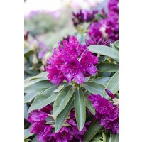 Rhododendron - Rhododendron Hybr.'Old Port' 40-50 cm