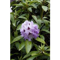 Kategorie <b>Rhododendron </b> - Rhododendron Hybr.'Pinguin' 40-50 cm