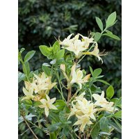 Kategorie <b>Produkt nicht gewünscht </b> - Rhododendron viscosum 'Lemon Drop' 30-40 cm