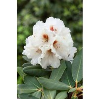 Kategorie <b>Rhododendron </b> - Rhododendron rex 'Rexima' 30-40 cm