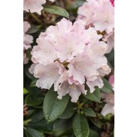 Kategorie <b>Rhododendron </b> - Rhododendron yak.'Schneekrone' 50-60 cm