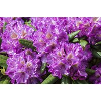 Kategorie <b>Rhododendron </b> - Rhododendron yak.'Bohlken's Lupinenbg.'-R- 40-50 cm