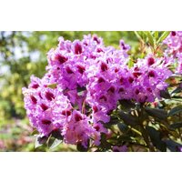 Kategorie <b>Rhododendron </b> - Rhododendron Hybr.'Kabarett' -R- 50-60 cm