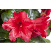 Kategorie <b>Rhododendron </b> - Rhododendron repens 'Scarlet Wonder' 50-60 cm